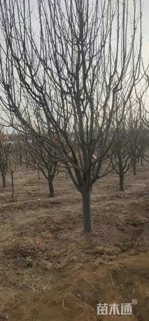 10公分八棱海棠