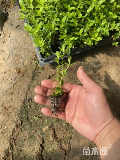 高度5厘米满天星