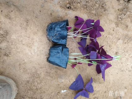 高度13厘米紫叶酢浆草