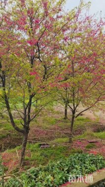 14公分山樱花
