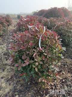 150公分红叶石楠
