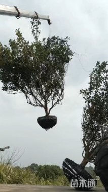 高度300厘米丛生胡柚