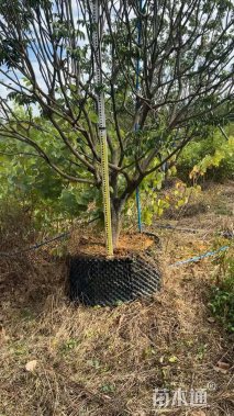 高度300厘米黄皮