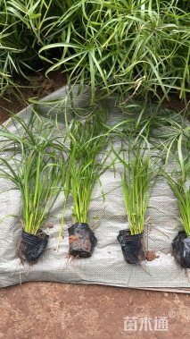高度40厘米旱伞草