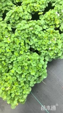 高度10厘米肾叶堇