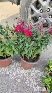 高度15厘米金鱼草