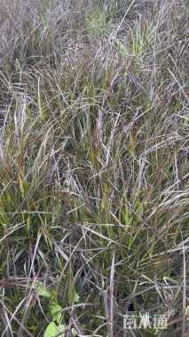 高度25厘米紫叶狼尾草