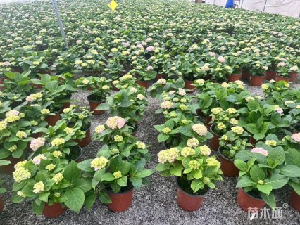 高度22厘米无尽夏绣球
