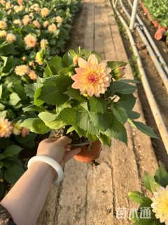 高度21厘米小丽花