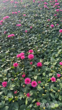高度25厘米小丽花