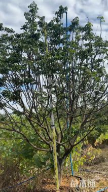 高度200厘米黄皮