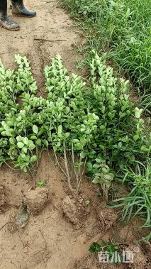 高度150厘米北海道黄杨