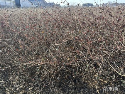 高度50厘米忍冬