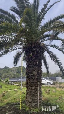 裸干高300厘米加拿利海枣