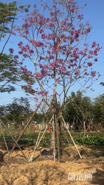 15公分紫花风铃木