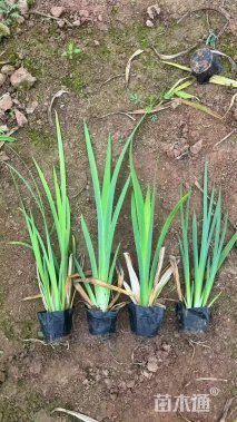 高度30厘米常绿鸢尾