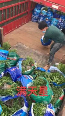 高度25厘米满天星