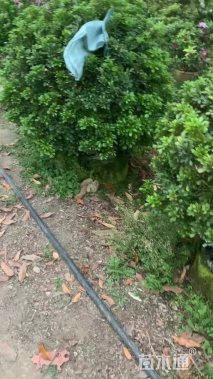 高度150厘米米兰球