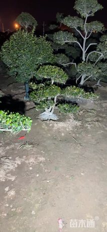 10公分无刺枸骨