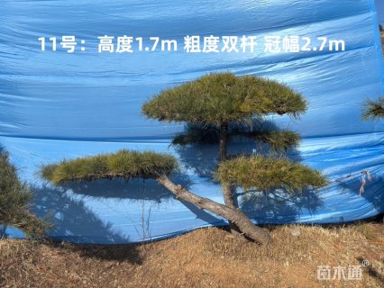 15公分迎客松