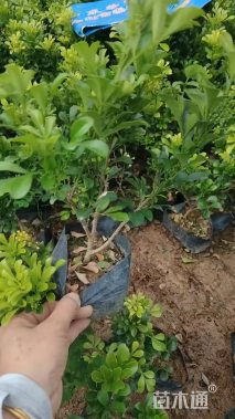 高度30厘米米兰