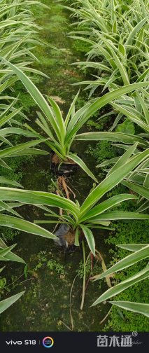 高度30厘米吊兰