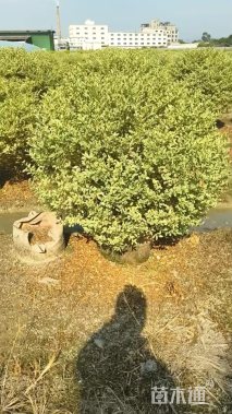 冠幅80厘米银姬小蜡球