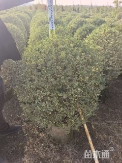 冠幅150厘米银姬小蜡球