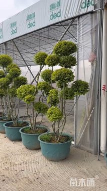 15公分造型亮晶女贞