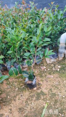 高度30厘米茶梅小苗
