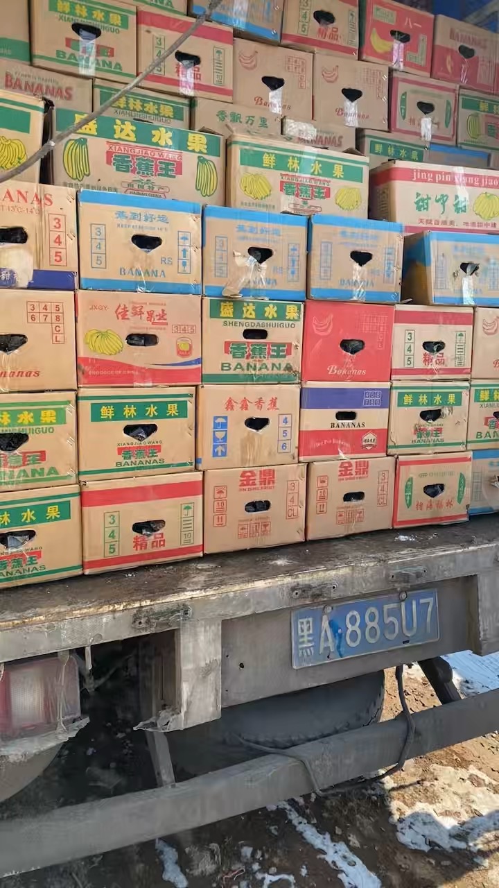 高度30厘米银边吊兰