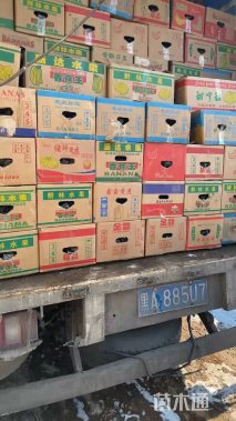 高度30厘米银边吊兰