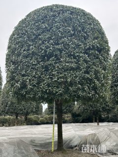 18公分桂花
