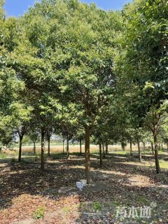 20公分大叶女贞