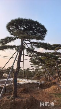 高度500厘米黑松