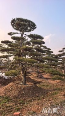 高度100厘米黑松