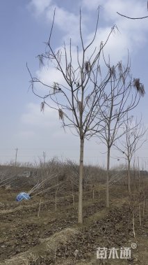 高度150厘米红叶榆叶梅