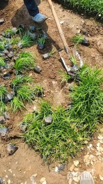 高度20厘米青绿苔草