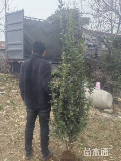 高度220厘米北海道黄杨