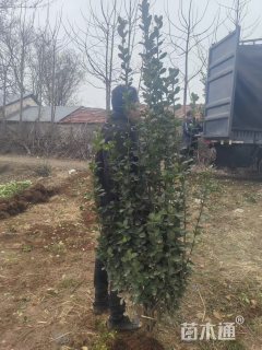 高度250厘米北海道黄杨柱