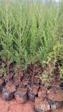 高度100厘米塔柏