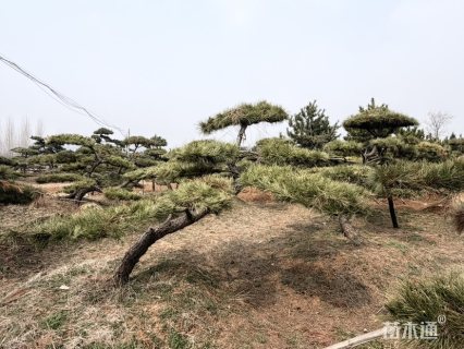 高度350厘米油松