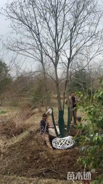 10公分(4杆)丛生乌桕