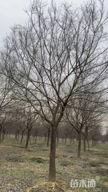 22公分朴树