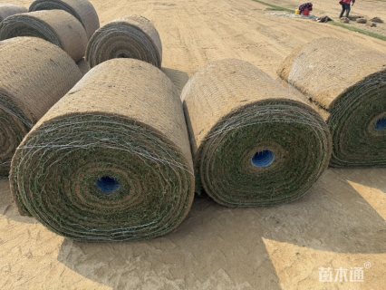 草毯状果岭草