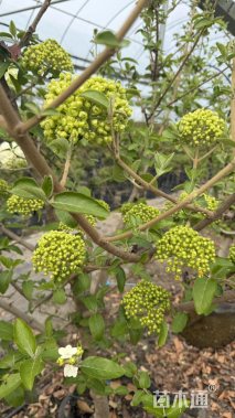 高度300厘米木绣球