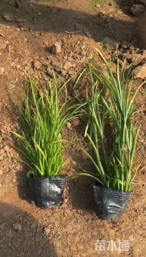 高度30厘米旱伞草