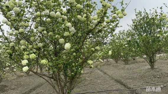 高度200厘米中华木绣球