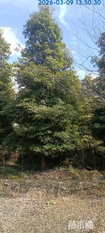 15公分桢楠