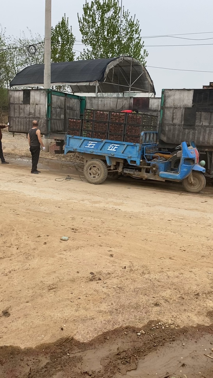 高度20厘米白芨
